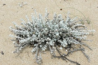 Cordeirinhos de la Playa