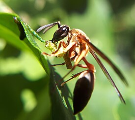 Polybia sericea