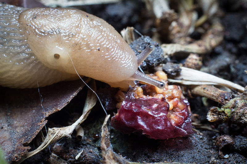 Файл:Slug feeding on fruit.jpg