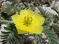 Tribulus cistoides