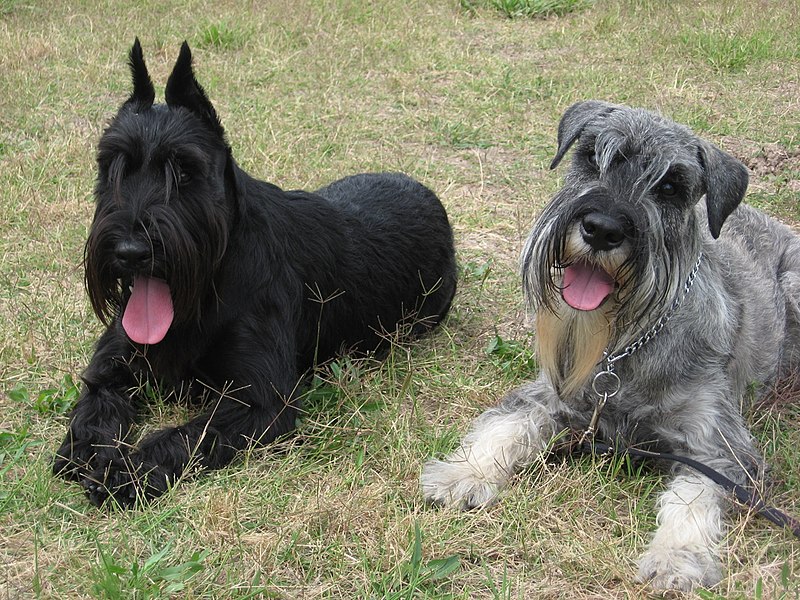 File:Stdschnauzersblkps.JPG