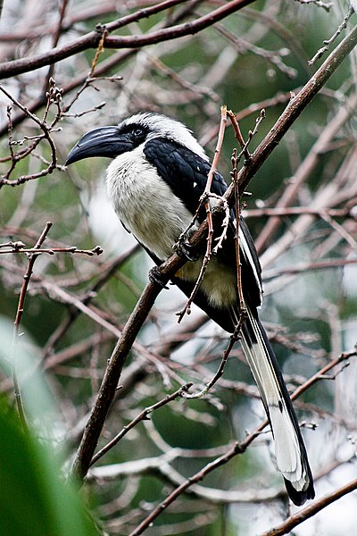 File:Tockus deckeni -Gambia -female-8.jpg