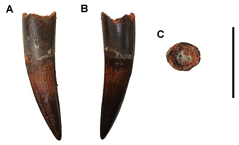 File:Tooth of Spinosaurus aegyptiacus.jpg