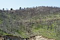 Image 4Burned forest on Thasos (from Forest)