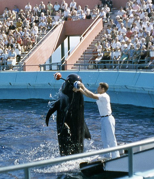 File:6208-MarineLandPilotWhaleShow-Bubbles-1 (cropped).jpg