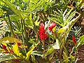 Alpinia purpurata; Malaysia.