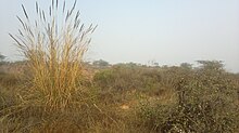 Aravalli BDPark 2015-01-17-021.jpg