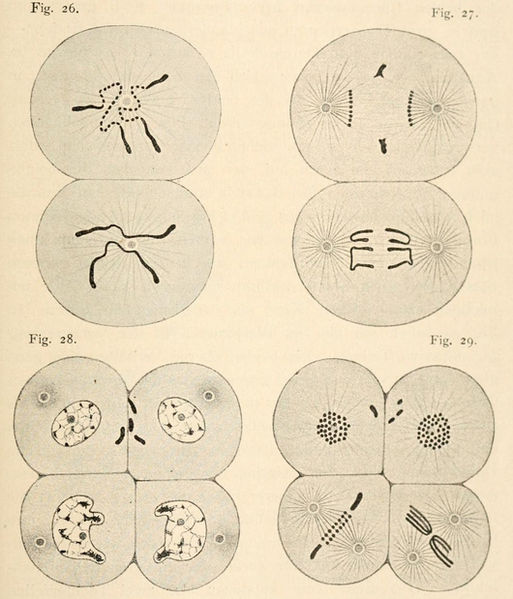 Файл:Chromatin diminution.jpg