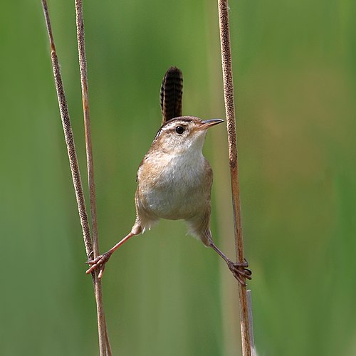 Болотный крапивник (Cistothorus palustris), Национальный заповедник Кап-Турмент, Квебек, Канада