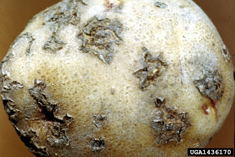 File:Common scab on potato.jpg