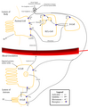 Gastric acid regulation