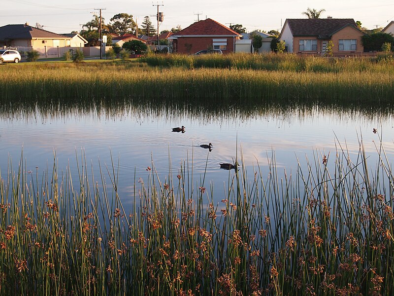 File:Cooke Reserve wetland.JPG