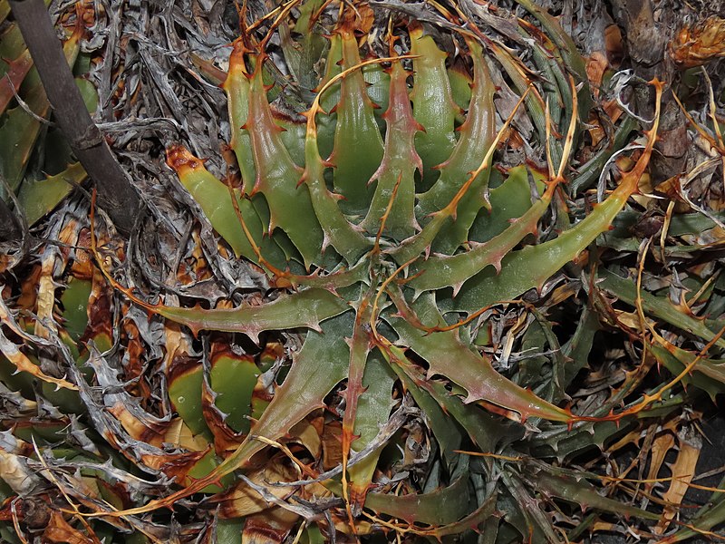 File:Deuterocohnia chrysantha 171724158.jpg