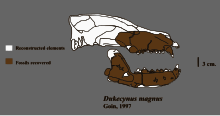 Dukecynus magnus fossil.svg