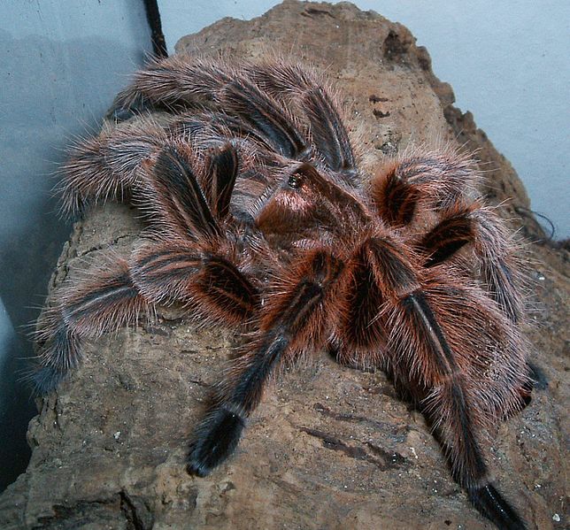 File:Grammostola rosea adult weiblich.jpg