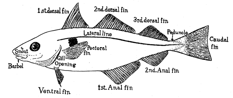 File:Haddock fins.tiff