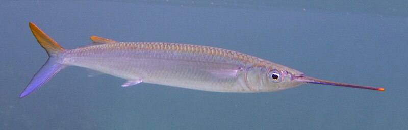 File:Halfbeak Cuba.JPG