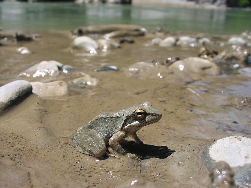 File:IMG 2284-frog-in-aoos-river.jpg