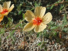 Kallstroemia grandiflora.jpg