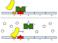 Image 14The lac operon. Top: repressed. Bottom: active. 1: RNA Polymerase, 2: Repressor, 3: Promoter, 4: Operator, 5: Lactose, 6–8: protein-encoding genes, controlled by the switch, that cause lactose to be digested (from Evolutionary developmental biology)