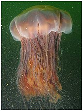 Lion's mane jellyfish, largest known jellyfish[196]