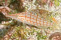 Long-nose Hawkfish.