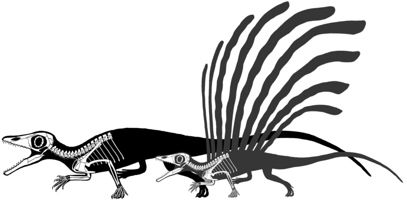 File:Longisquama Headden updated skeletal.png