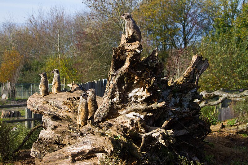 File:Marwell Meerkats Nov2015.jpg