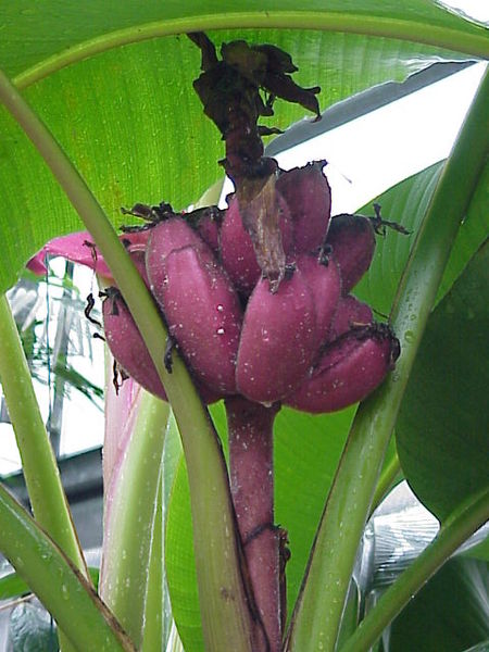 File:Musa velutina2.jpg