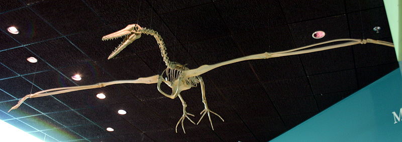 File:Pelagornis miocaenus.jpg