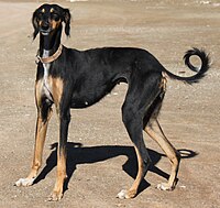 Persian Saluki.JPG