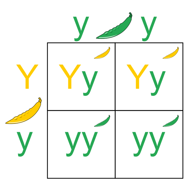 File:Punnett Square.svg