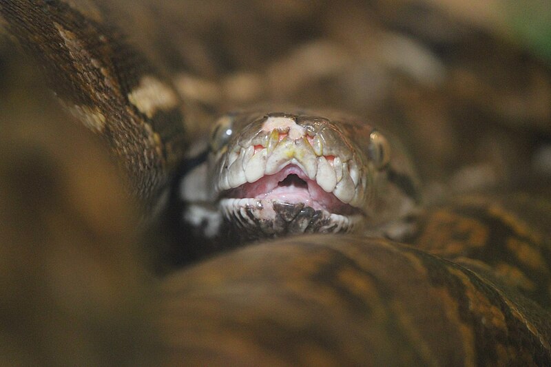 File:Reticulated Python (2).jpg