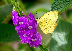 Salome amarillo