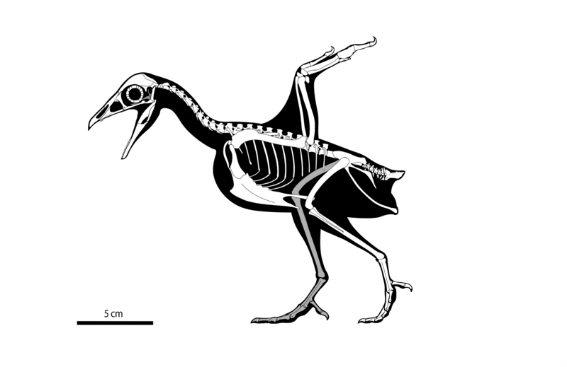 File:Shuilingornis angelai.png