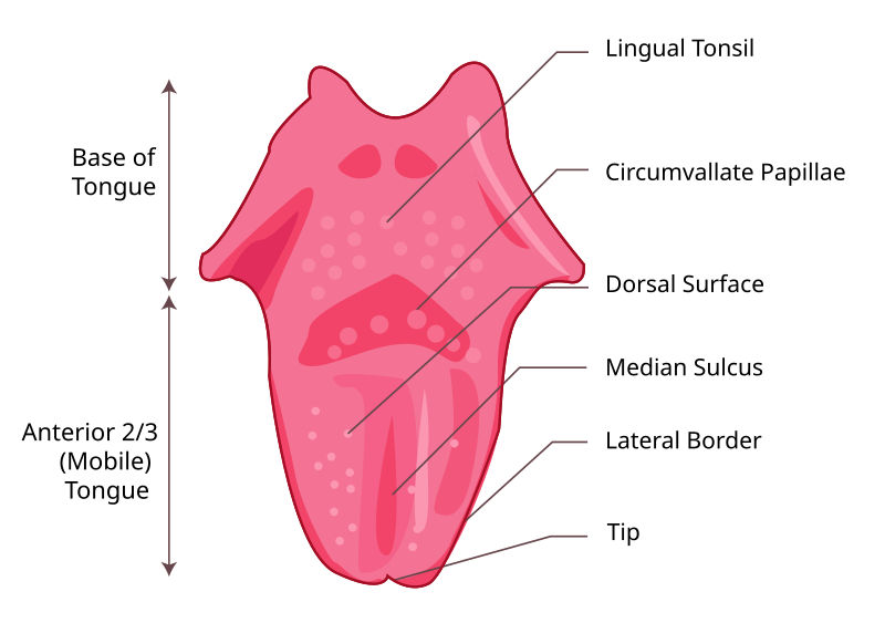 File:Tongue.svg