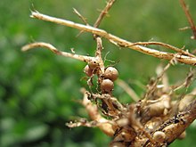 Raíces de una planta con nódulos radiculares.