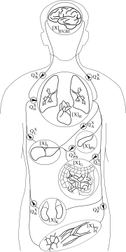 Thumbnail for Physiologically based pharmacokinetic modelling