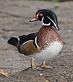 Male wood duck profile