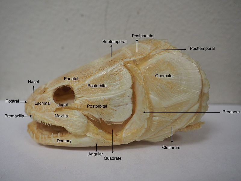 File:Amia skull.jpg