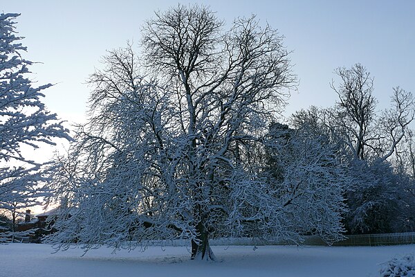 Horse chestnut tree on lawn