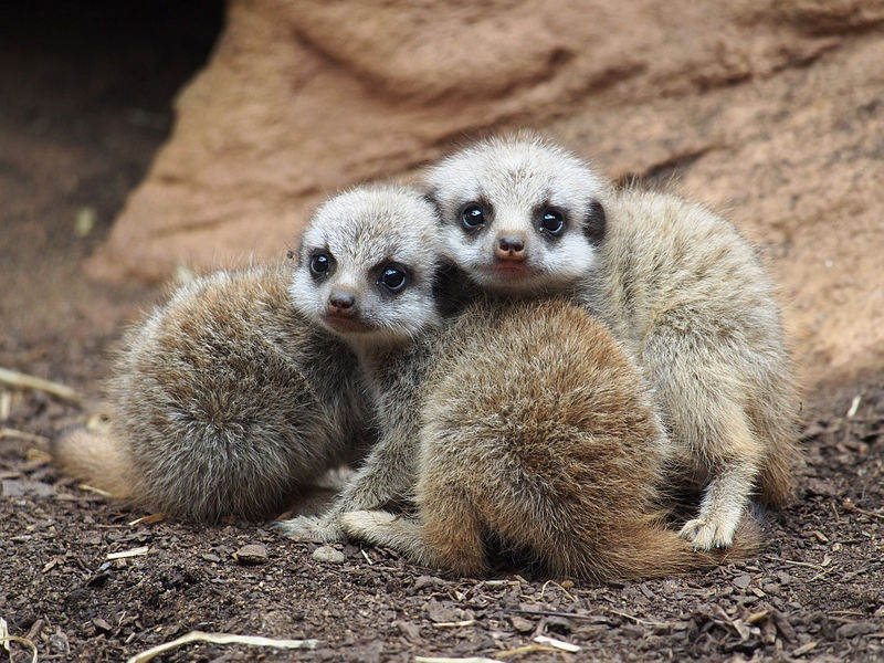 File:Baby Meerkats.jpg