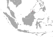 Range of Bornean ferret-badger (Melogale everetti)