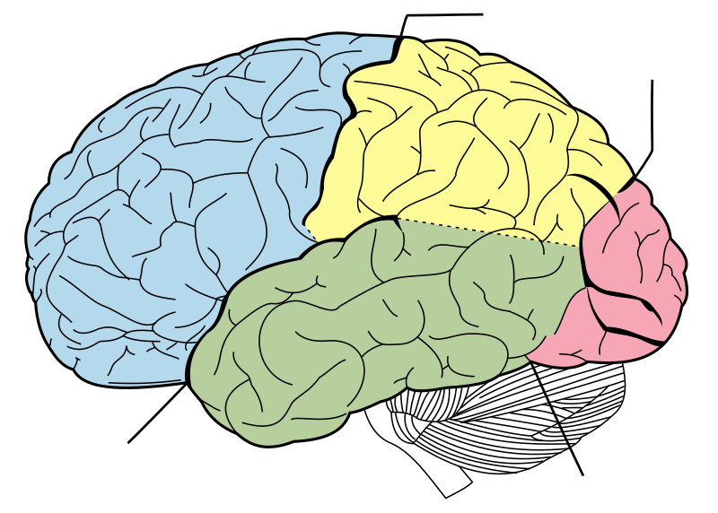 File:Brain diagram without text.svg