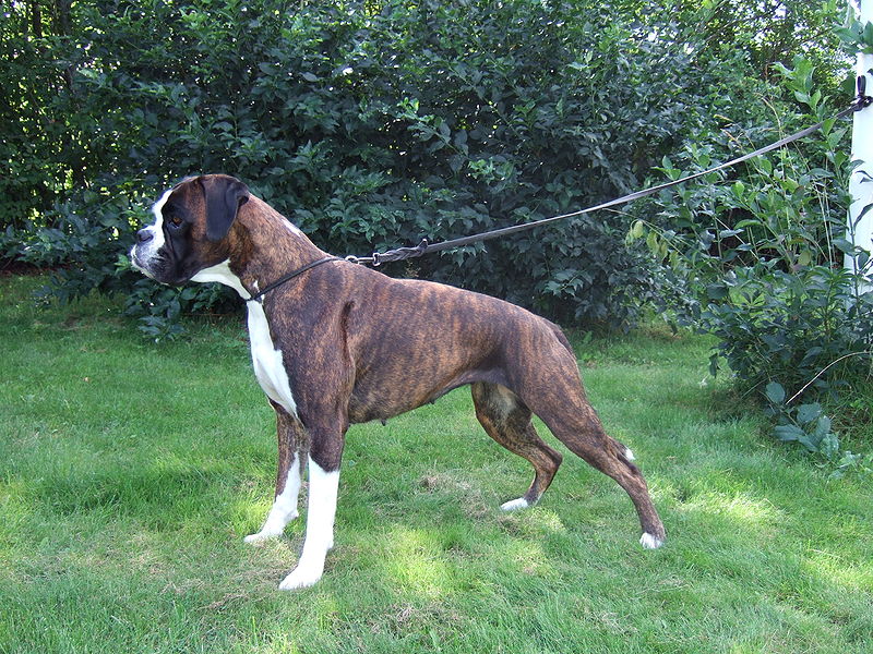 File:Brindle boxer female.JPG