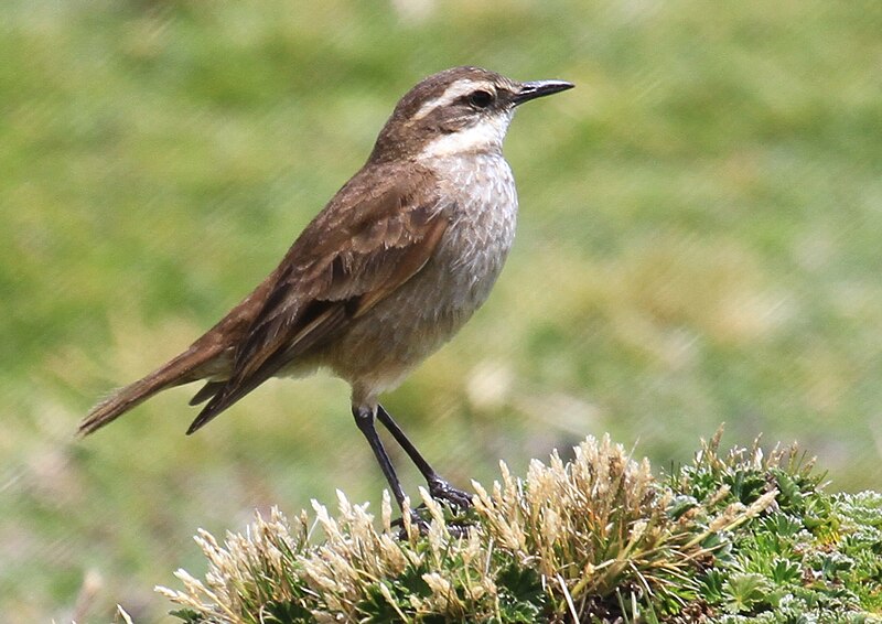 Archivo:Buff-winged Cinclodes.jpg