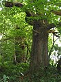 A Castanea sativa tree