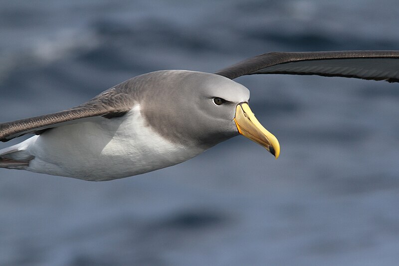 Файл:Chatham Albatross-off Eaglehawk TAS-03Sept2011.jpg