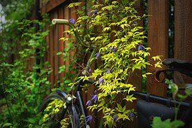 Clematis 'Stolwijk Gold' Частный сад. Россия. Владимирская обл.