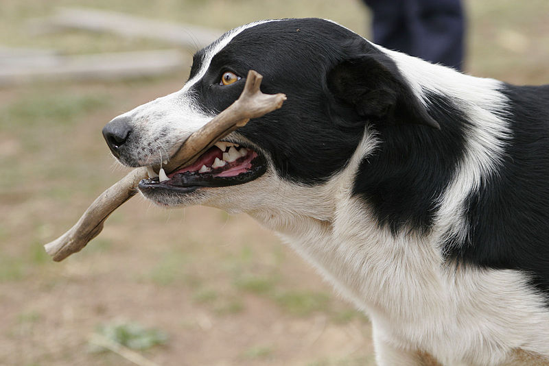 Archivo:Dog retrieving stick.jpg